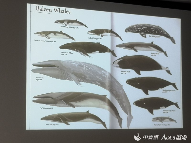 学习鲸鱼的种类和如何区分有何不同