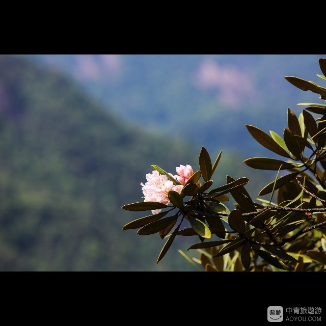 三清山风景名胜区的鸟语花香(特别是杜鹃花)让我陶醉!